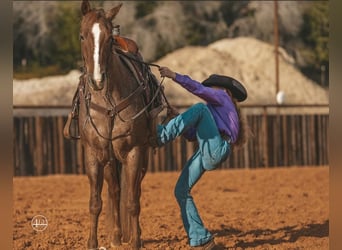 American Quarter Horse, Wałach, 8 lat, 152 cm, Kasztanowatodereszowata