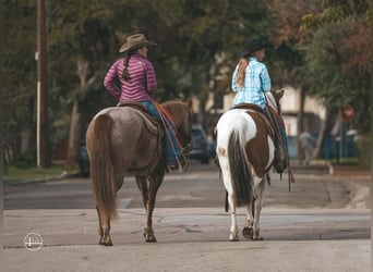 American Quarter Horse, Wałach, 8 lat, 152 cm, Kasztanowatodereszowata