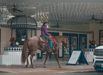 American Quarter Horse, Wałach, 8 lat, 152 cm, Kasztanowatodereszowata