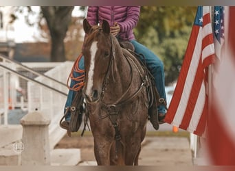 American Quarter Horse, Wałach, 8 lat, 152 cm, Kasztanowatodereszowata