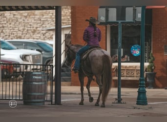 American Quarter Horse, Wałach, 8 lat, 152 cm, Kasztanowatodereszowata