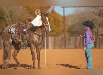 American Quarter Horse, Wałach, 8 lat, 152 cm, Kasztanowatodereszowata