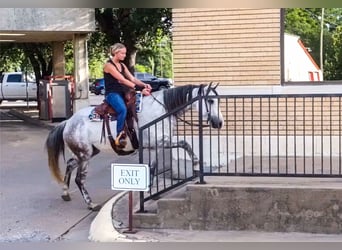 American Quarter Horse, Wałach, 8 lat, 152 cm, Siwa jabłkowita