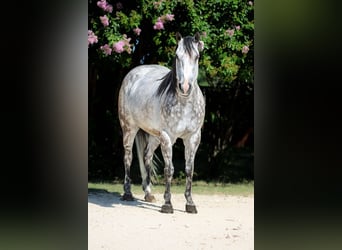 American Quarter Horse, Wałach, 8 lat, 152 cm, Siwa jabłkowita