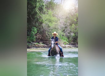 American Quarter Horse, Wałach, 8 lat, 152 cm, Siwa jabłkowita