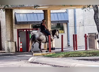 American Quarter Horse, Wałach, 8 lat, 152 cm, Siwa jabłkowita