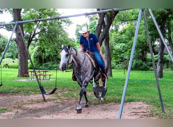 American Quarter Horse, Wałach, 8 lat, 152 cm, Siwa jabłkowita