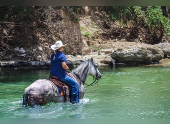 American Quarter Horse, Wałach, 8 lat, 152 cm, Siwa jabłkowita