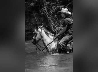 American Quarter Horse, Wałach, 8 lat, 152 cm, Siwa jabłkowita