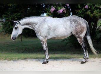 American Quarter Horse, Wałach, 8 lat, 152 cm, Siwa jabłkowita