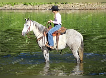 American Quarter Horse, Wałach, 8 lat, 152 cm, Siwa