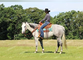 American Quarter Horse, Wałach, 8 lat, 152 cm, Siwa