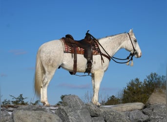 American Quarter Horse, Wałach, 8 lat, 152 cm, Siwa