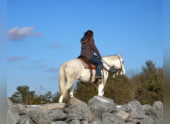 American Quarter Horse, Wałach, 8 lat, 152 cm, Siwa