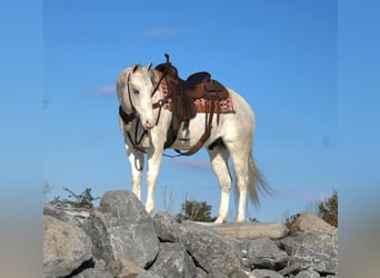 American Quarter Horse, Wałach, 8 lat, 152 cm, Siwa