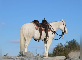 American Quarter Horse, Wałach, 8 lat, 152 cm, Siwa