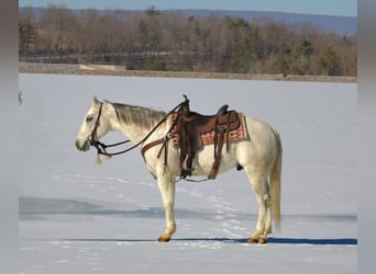 American Quarter Horse, Wałach, 8 lat, 152 cm, Siwa