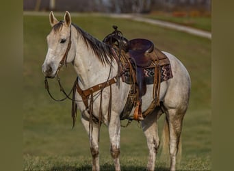 American Quarter Horse, Wałach, 8 lat, 152 cm, Siwa