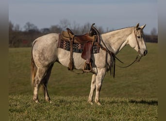 American Quarter Horse, Wałach, 8 lat, 152 cm, Siwa