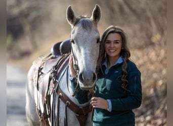 American Quarter Horse, Wałach, 8 lat, 152 cm, Siwa