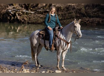 American Quarter Horse, Wałach, 8 lat, 152 cm, Siwa