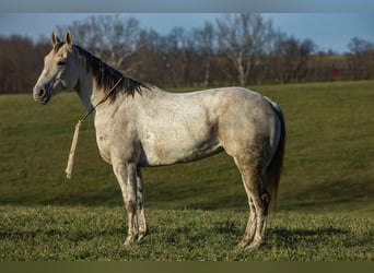 American Quarter Horse, Wałach, 8 lat, 152 cm, Siwa