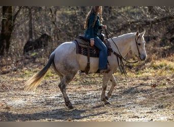 American Quarter Horse, Wałach, 8 lat, 152 cm, Siwa