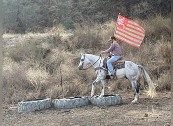 American Quarter Horse, Wałach, 8 lat, 152 cm, Siwa