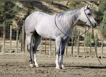 American Quarter Horse, Wałach, 8 lat, 152 cm, Siwa