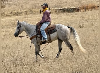 American Quarter Horse, Wałach, 8 lat, 152 cm, Siwa