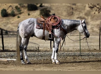 American Quarter Horse, Wałach, 8 lat, 152 cm, Siwa