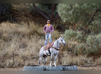 American Quarter Horse, Wałach, 8 lat, 152 cm, Siwa