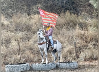 American Quarter Horse, Wałach, 8 lat, 152 cm, Siwa