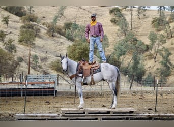 American Quarter Horse, Wałach, 8 lat, 152 cm, Siwa