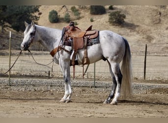 American Quarter Horse, Wałach, 8 lat, 152 cm, Siwa