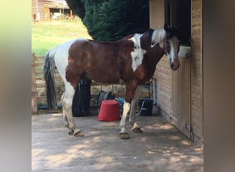 American Quarter Horse Mix, Wałach, 8 lat, 152 cm, Srokata