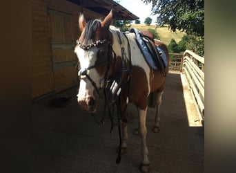 American Quarter Horse Mix, Wałach, 8 lat, 152 cm, Srokata