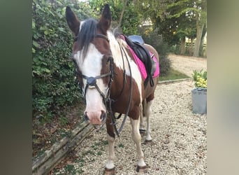 American Quarter Horse Mix, Wałach, 8 lat, 152 cm, Srokata