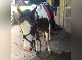 American Quarter Horse Mix, Wałach, 8 lat, 152 cm, Srokata