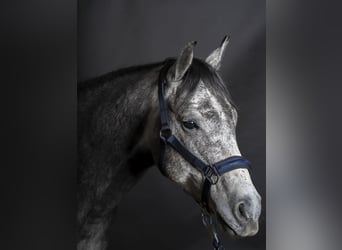 American Quarter Horse, Wałach, 8 lat, 153 cm, Siwa