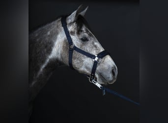 American Quarter Horse, Wałach, 8 lat, 153 cm, Siwa