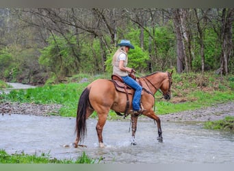 American Quarter Horse, Wałach, 8 lat, 155 cm, Bułana