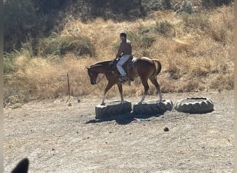 American Quarter Horse, Wałach, 8 lat, 155 cm, Ciemnokasztanowata