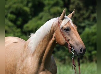 American Quarter Horse, Wałach, 8 lat, 155 cm, Izabelowata