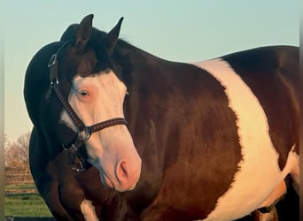 American Quarter Horse, Wałach, 8 lat, 155 cm