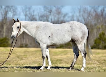 American Quarter Horse, Wałach, 8 lat, 155 cm, Siwa