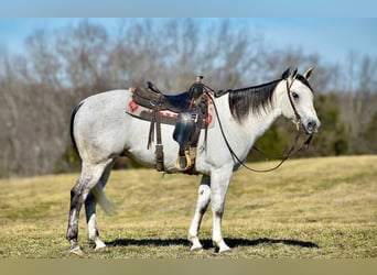 American Quarter Horse, Wałach, 8 lat, 155 cm, Siwa