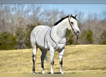 American Quarter Horse, Wałach, 8 lat, 155 cm, Siwa