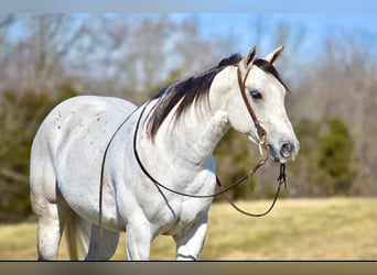 American Quarter Horse, Wałach, 8 lat, 155 cm, Siwa