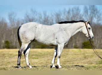 American Quarter Horse, Wałach, 8 lat, 155 cm, Siwa